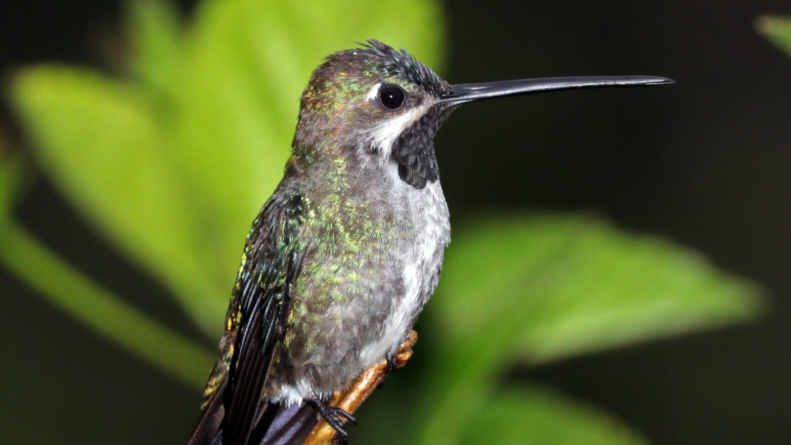 Long-billed Starthroat