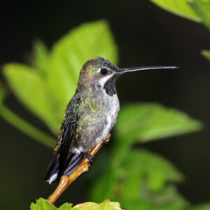Long-billed Starthroat
