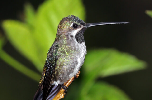 Long-billed Starthroat