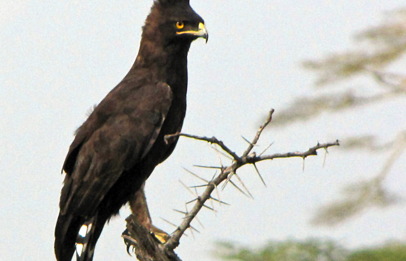 Long-crested Eagle