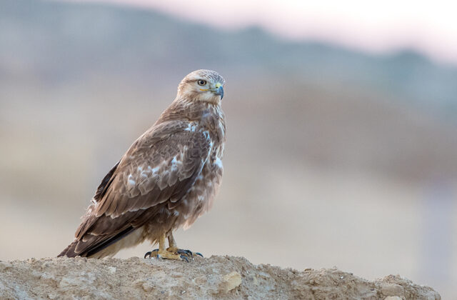 Long-legged Buzzard