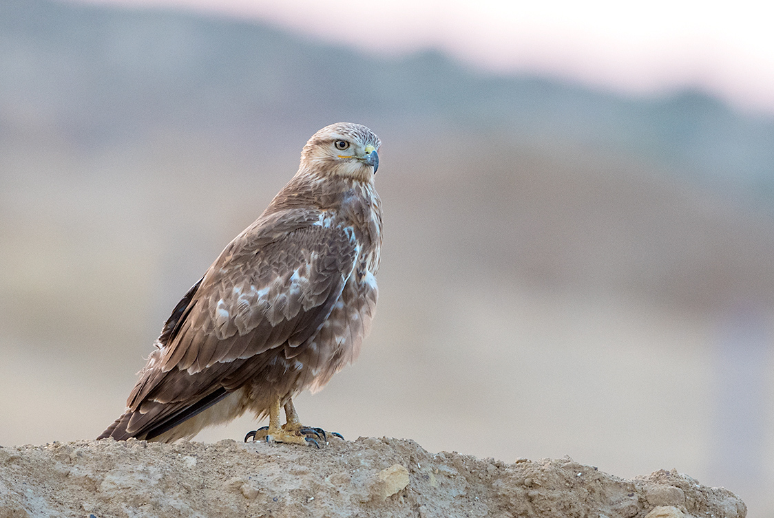 Long-legged Buzzard