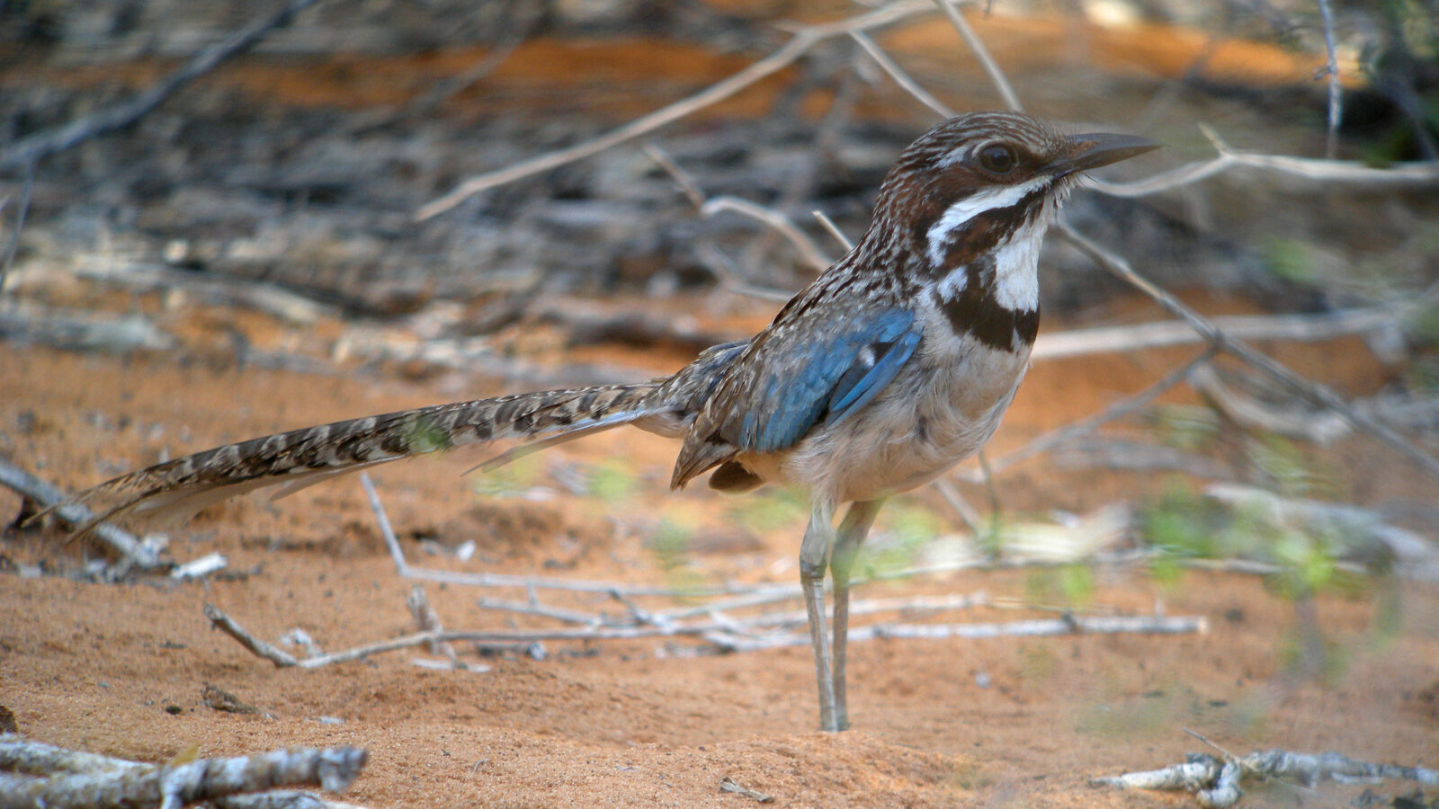 Long-tailed Ground Roller