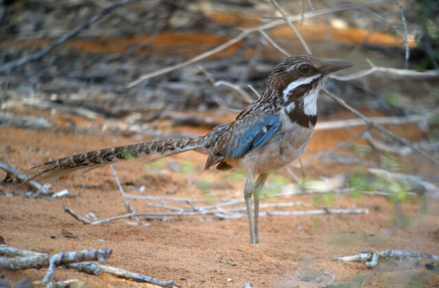 Long-tailed Ground Roller