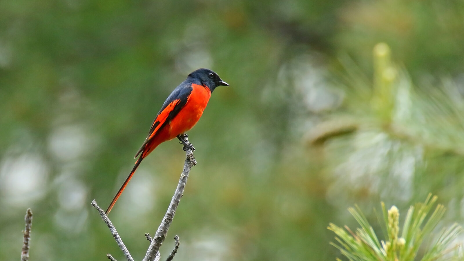 Long-tailed Minivet