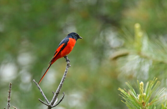Long-tailed Minivet