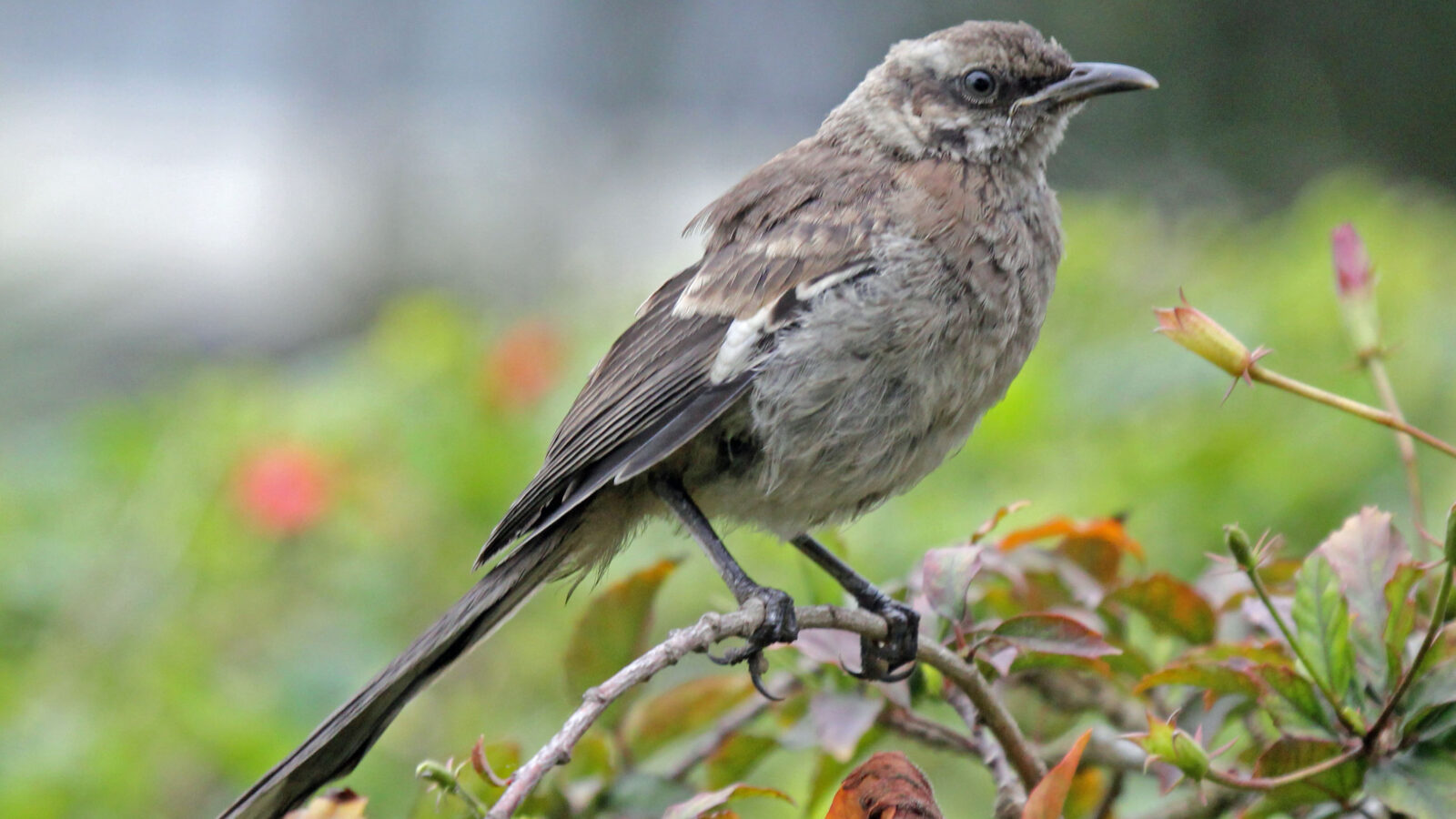 Long-tailed Mockingbird