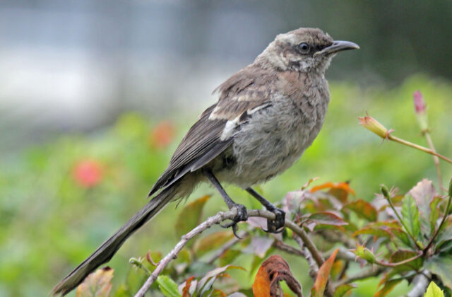 Long-tailed Mockingbird