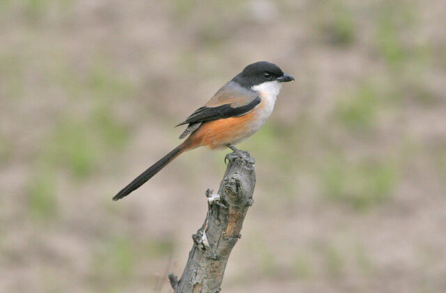 Long-tailed Shrike