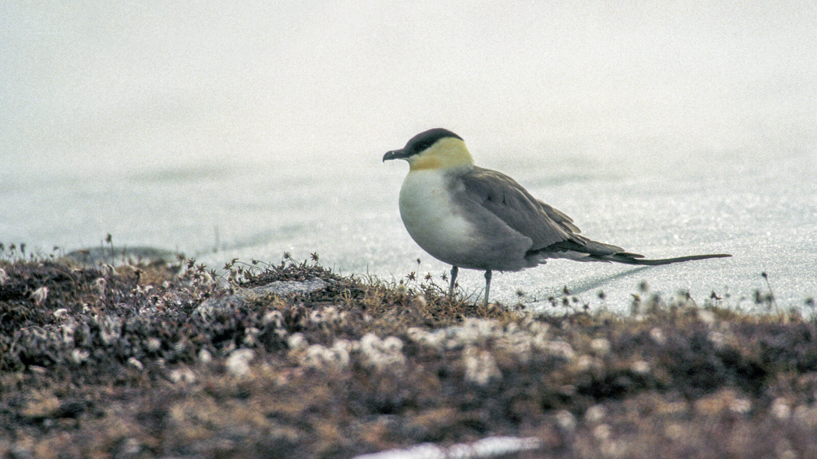 Long-tailed Jaeger