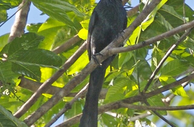 Long-tailed Starling