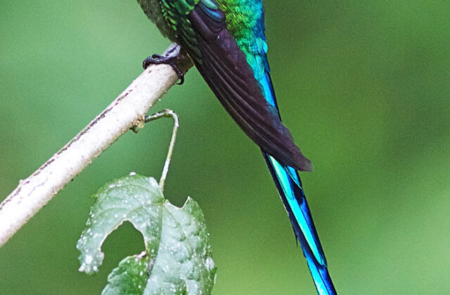 Long-tailed Sylph