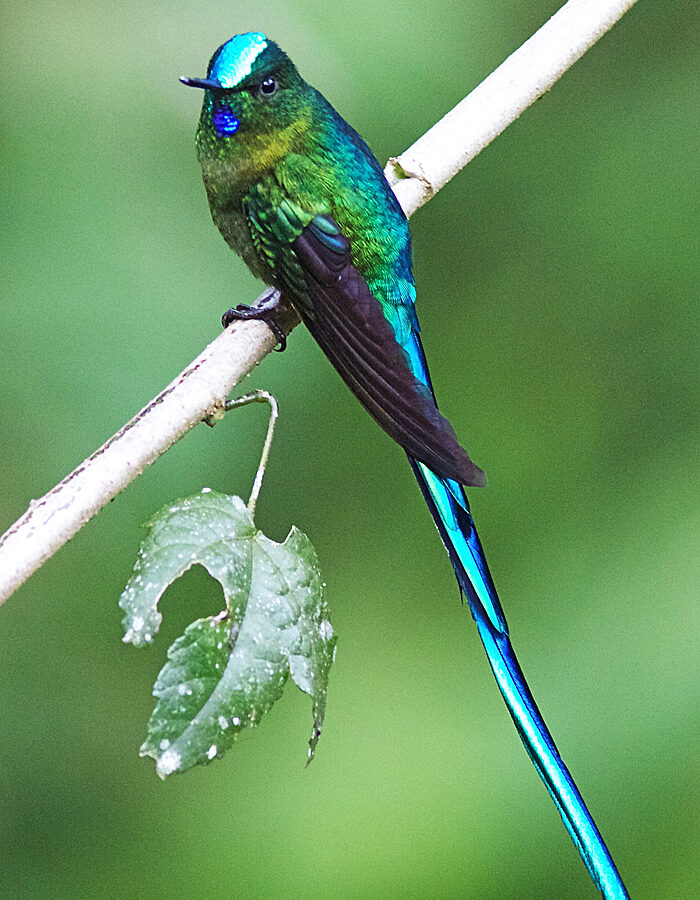 Long-tailed Sylph
