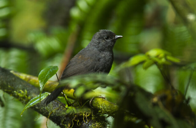 Long-tailed Tapaculo