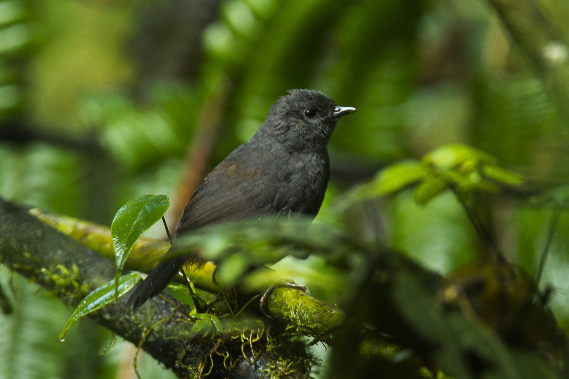 Long-tailed Tapaculo
