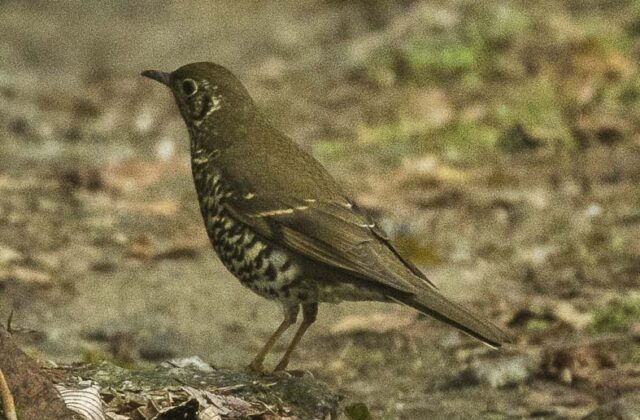 Long-tailed Thrush