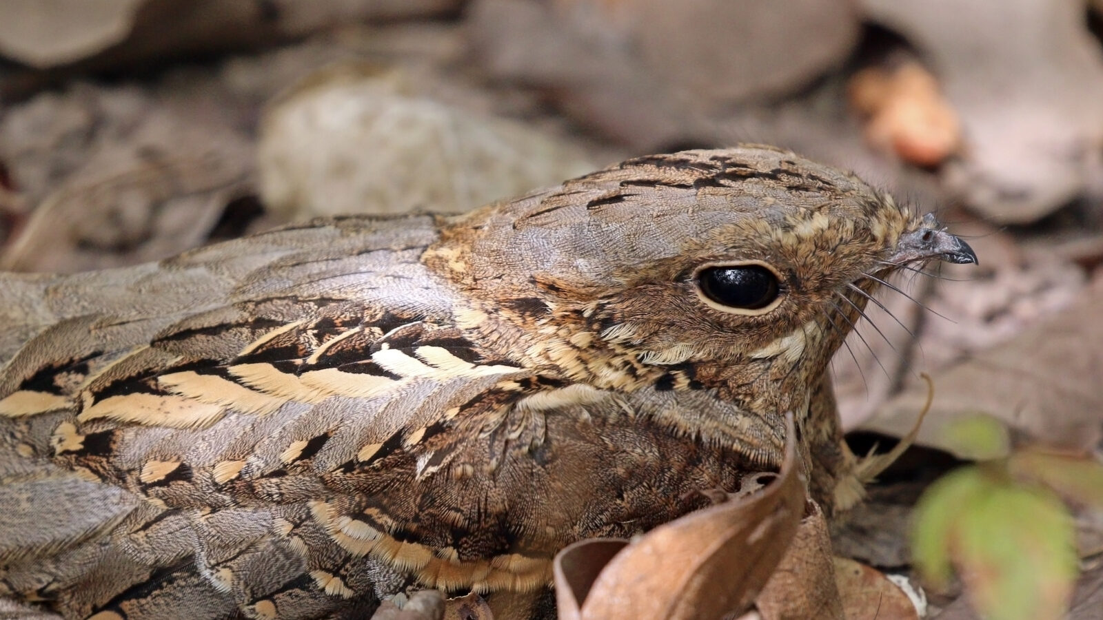 Long-tailed Nightjar