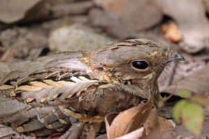 Long-tailed Nightjar