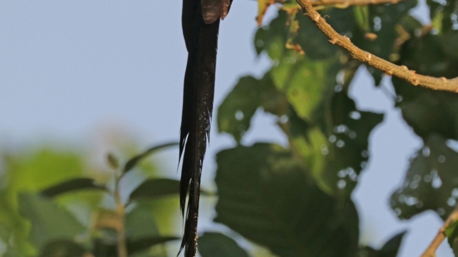 Long-tailed Paradise Whydah