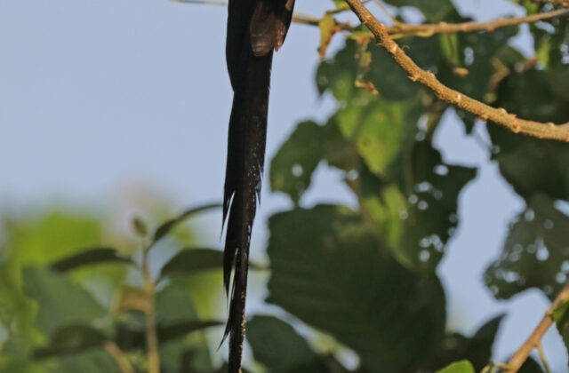 Long-tailed Paradise Whydah