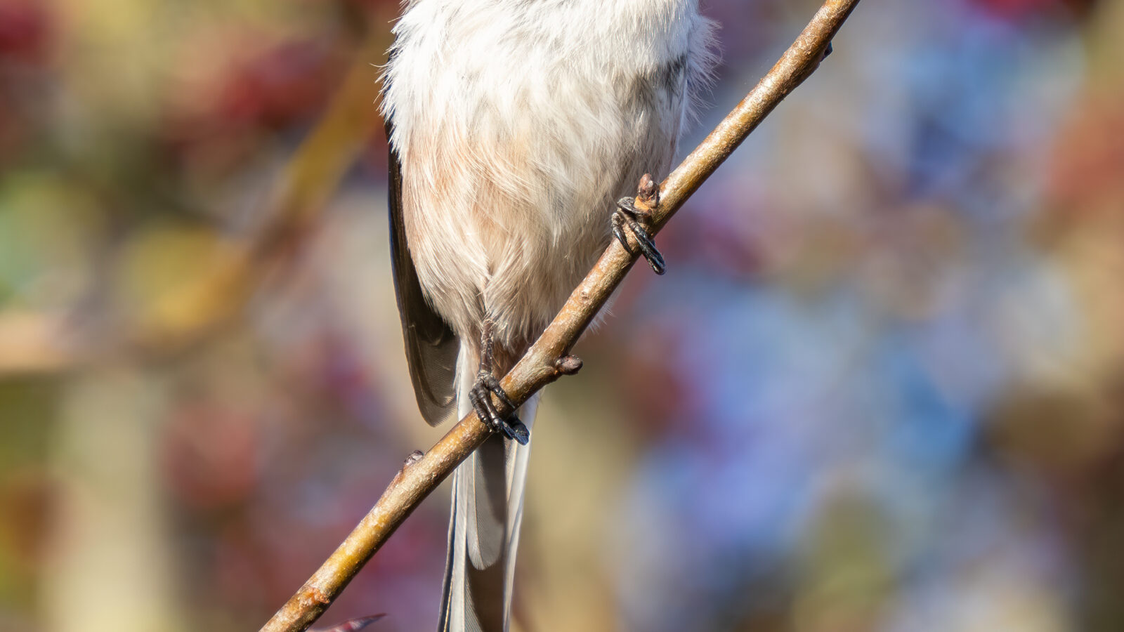 Long-tailed Tit