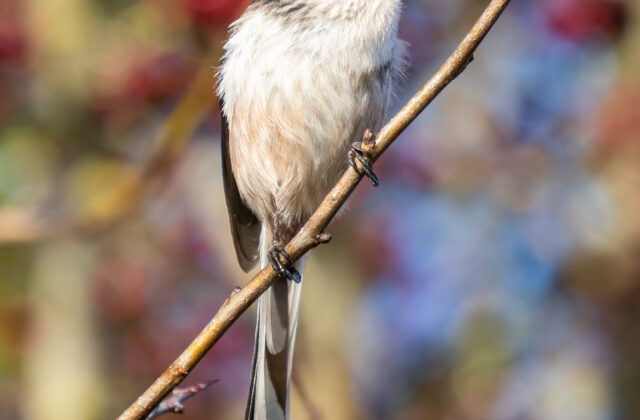 Long-tailed Tit