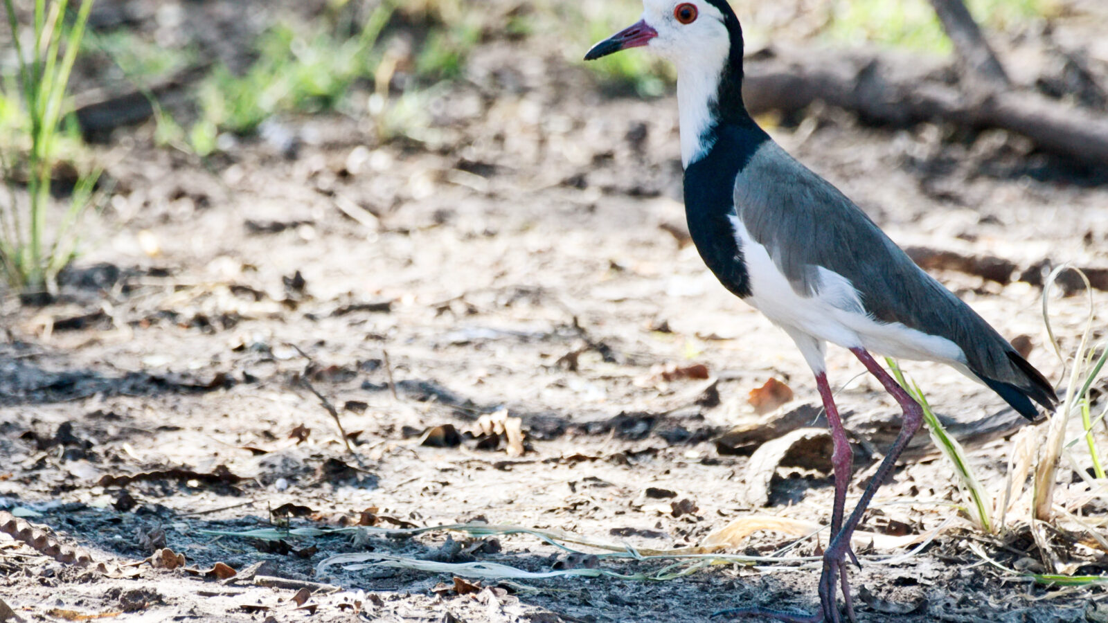 Long-toed Lapwing