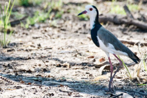 Long-toed Lapwing