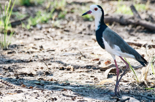 Long-toed Lapwing