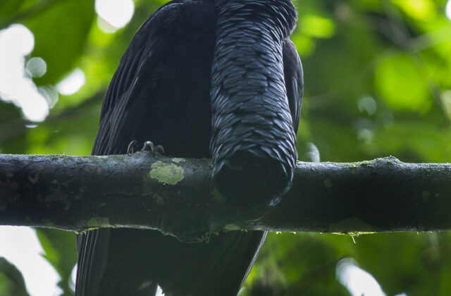 Long-wattled Umbrellabird