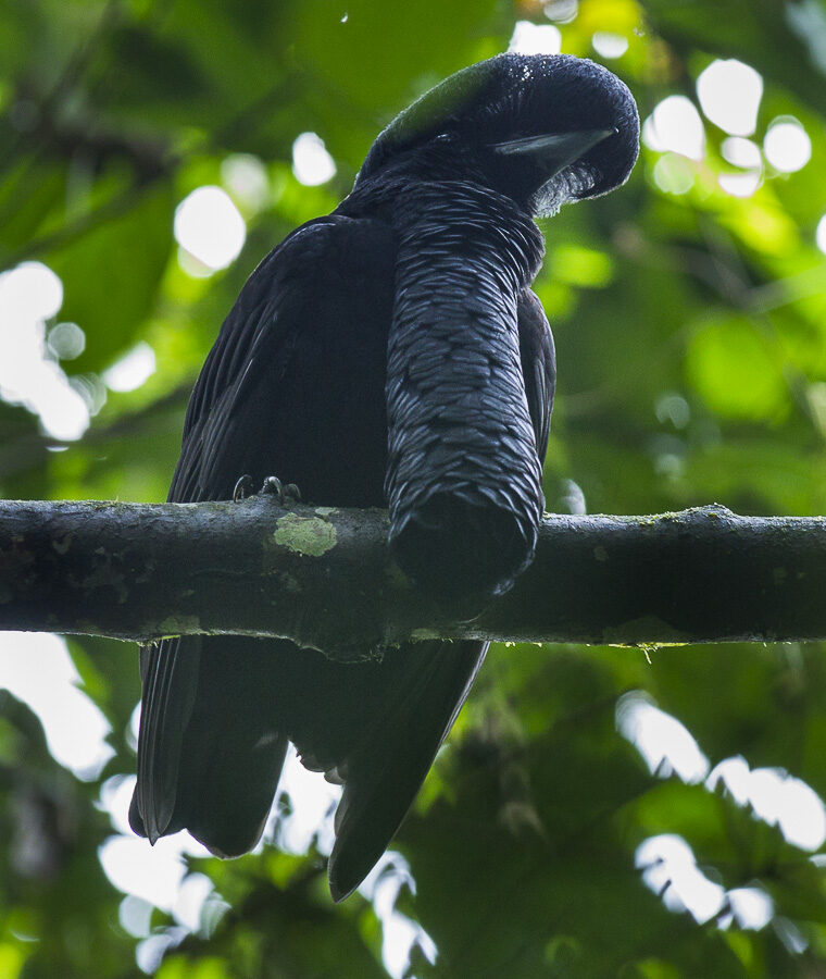 Long-wattled Umbrellabird