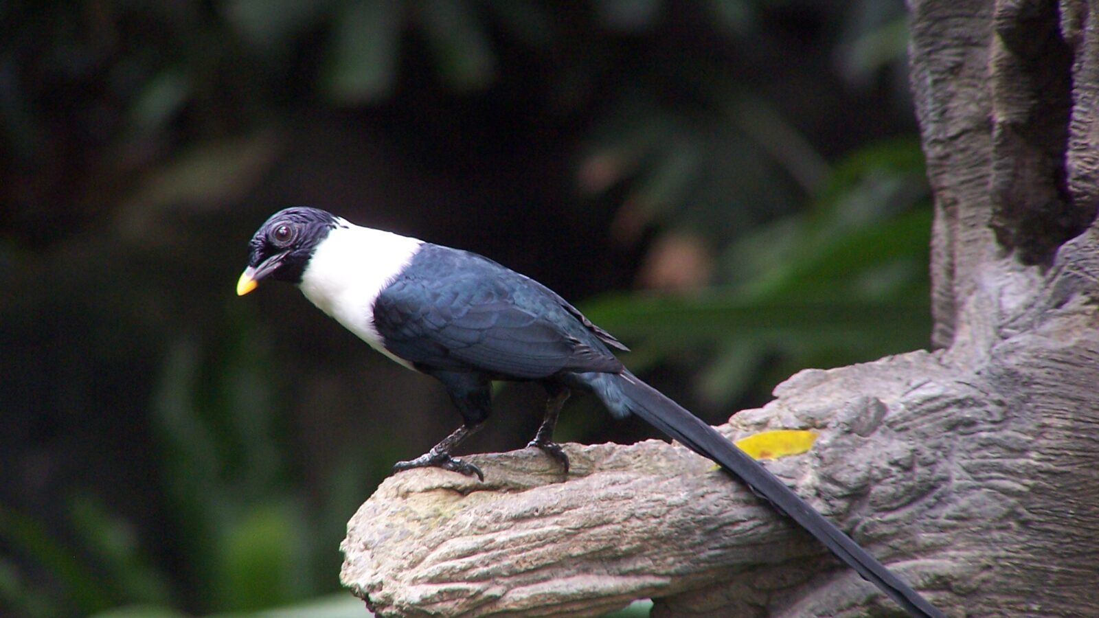 White-necked Myna