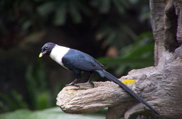 White-necked Myna