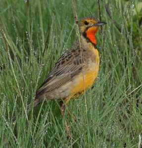 Cape Longclaw