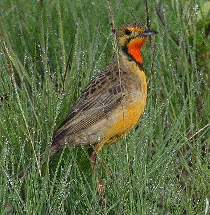 Cape Longclaw