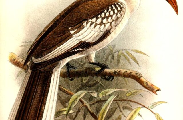 Damara Red-billed Hornbill