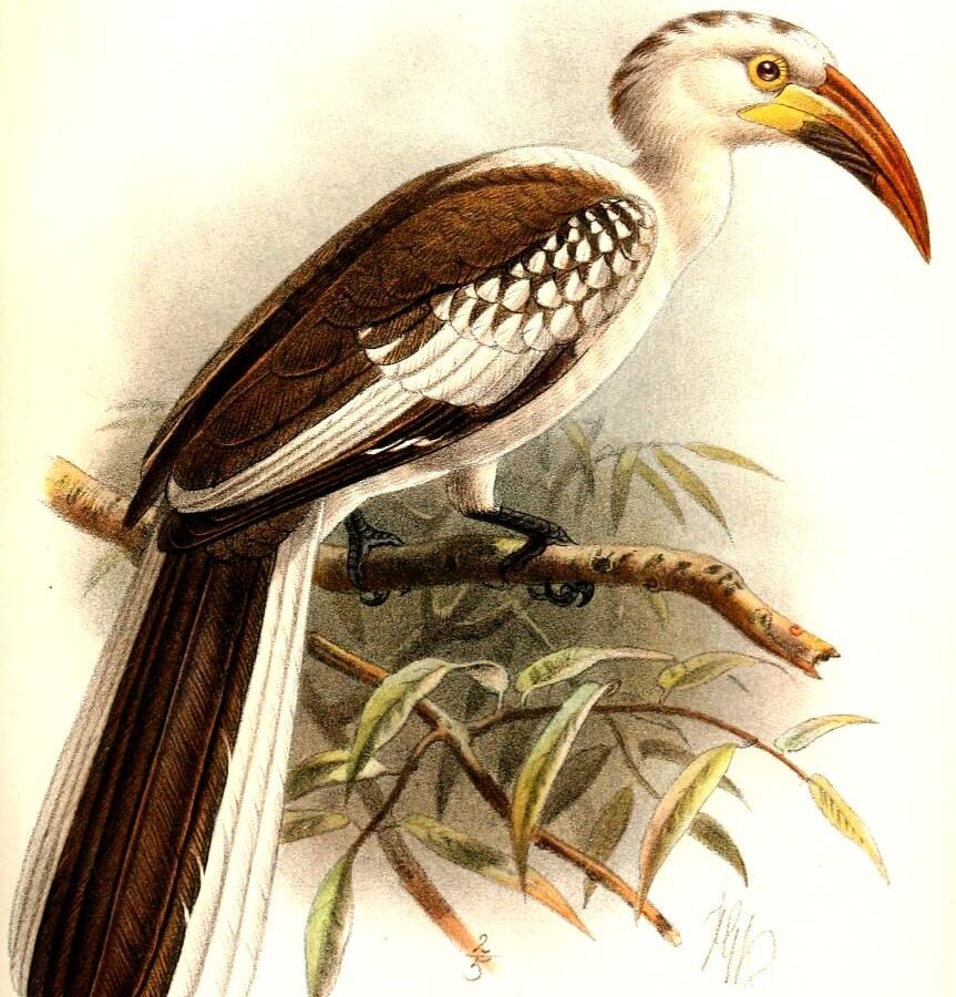 Damara Red-billed Hornbill