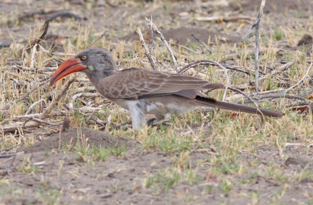 Bradfield’s Hornbill