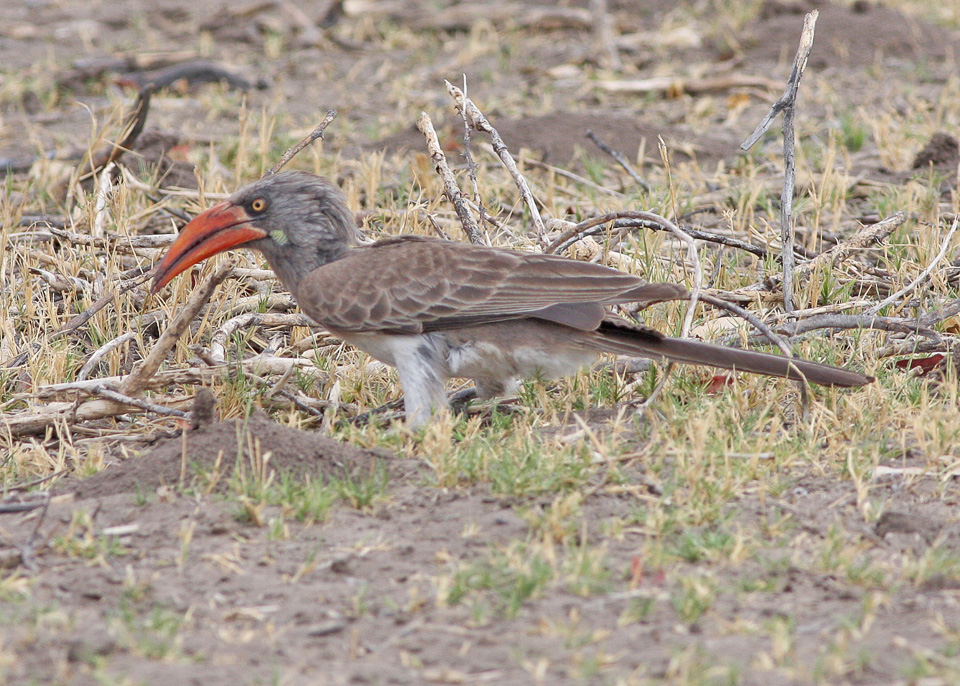 Bradfield’s Hornbill