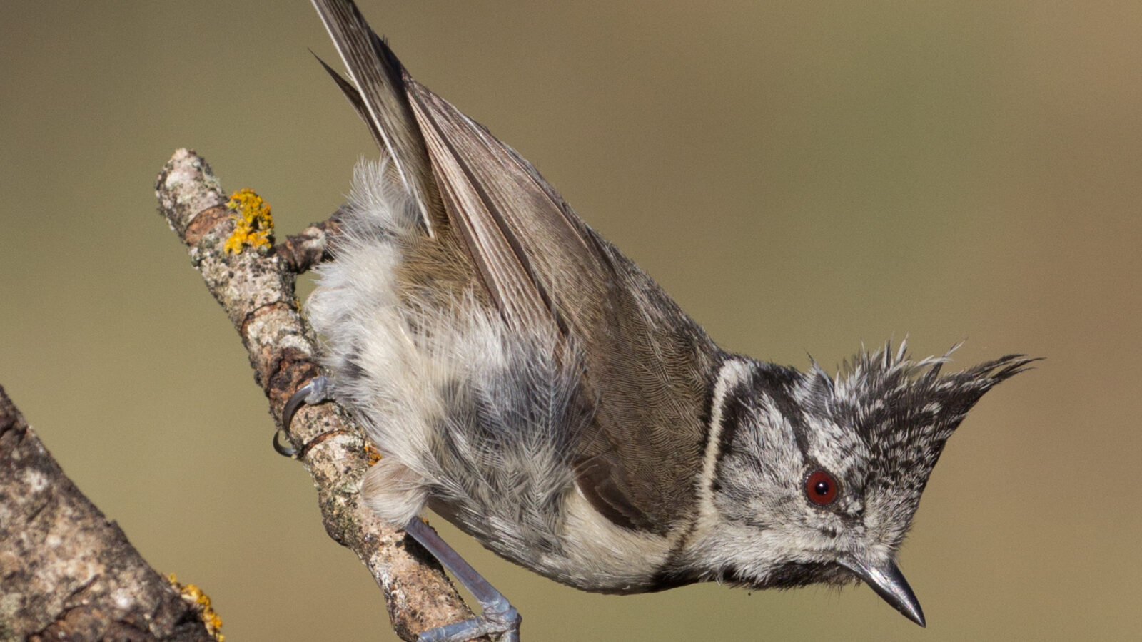 Crested Tit