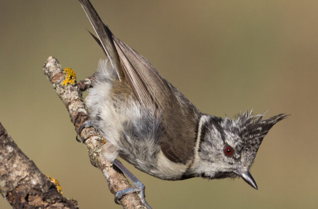 Crested Tit