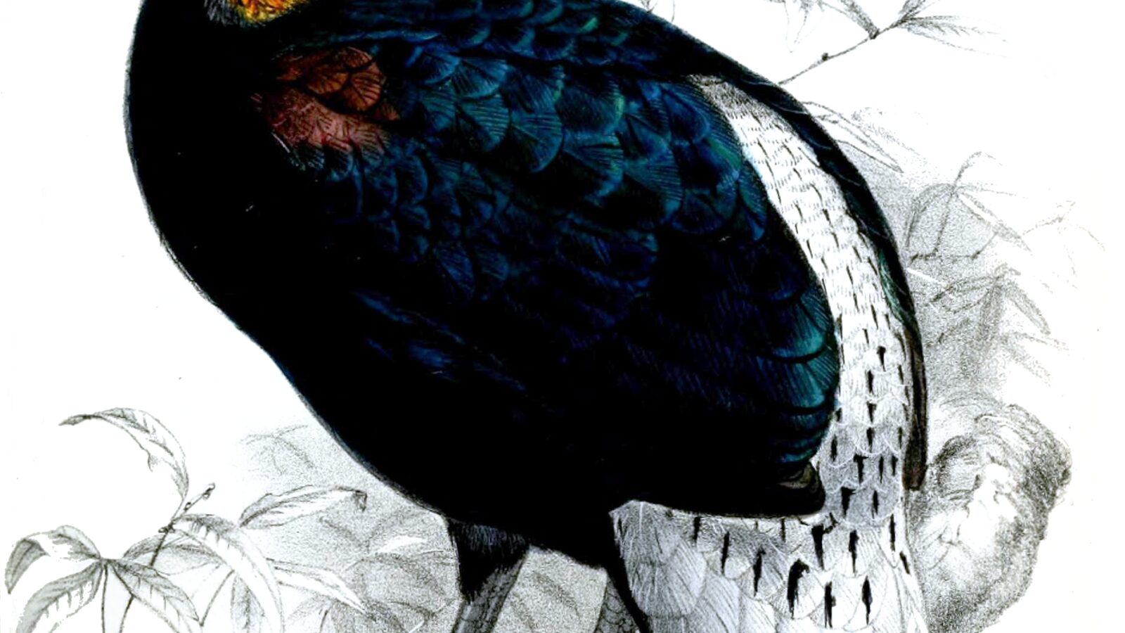 Sclater’s Monal