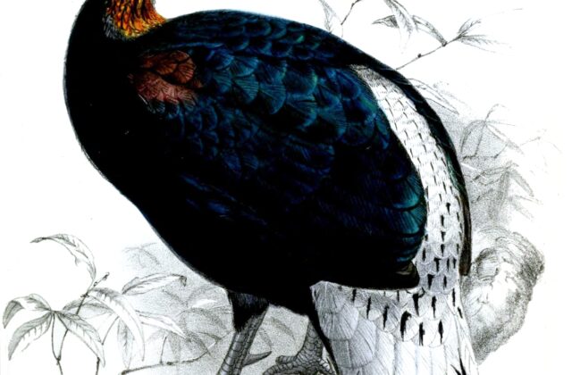 Sclater’s Monal