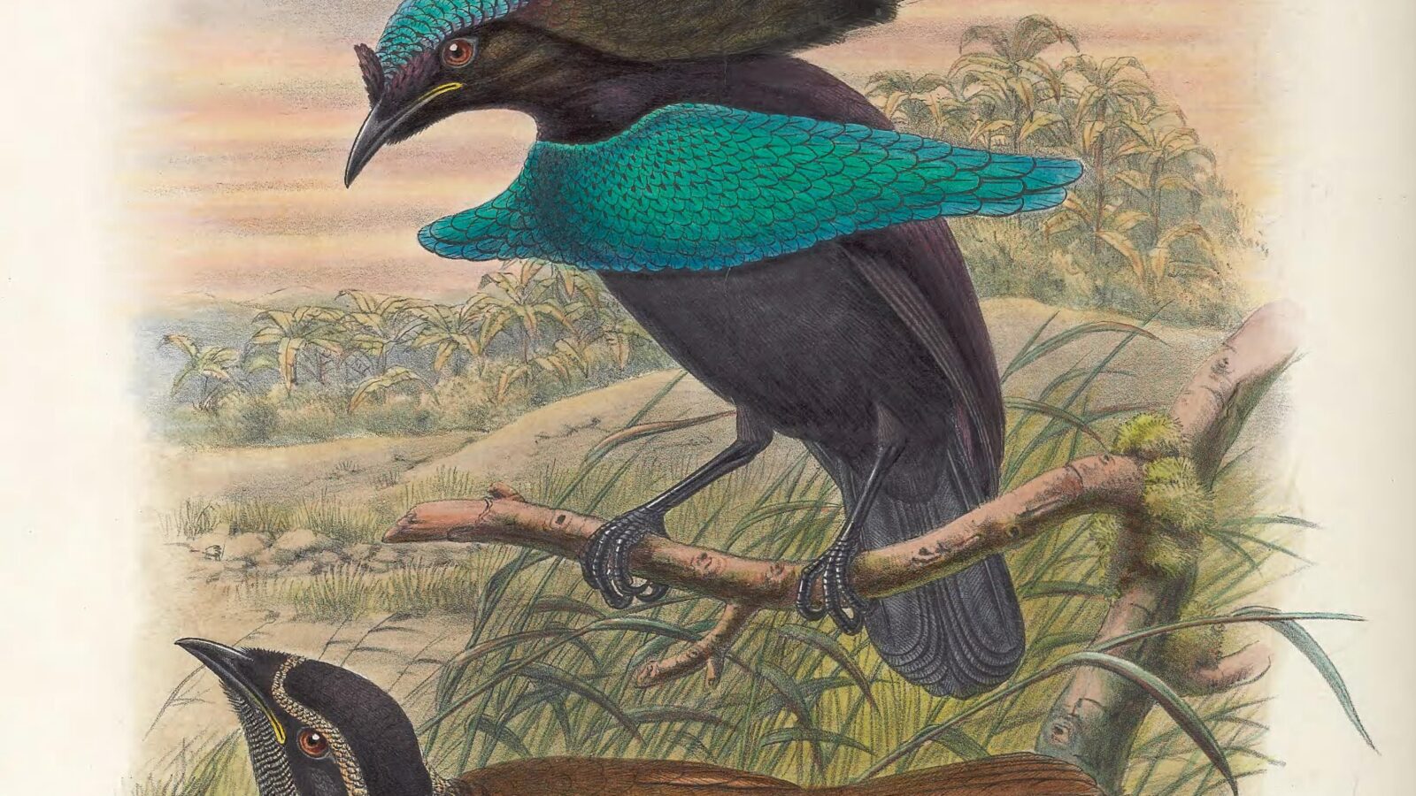 Lesser Lophorina
