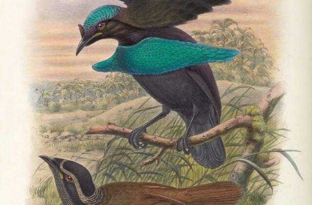 Lesser Lophorina