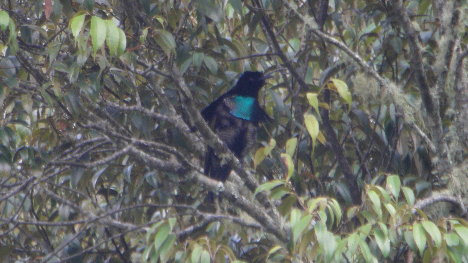 Greater Lophorina