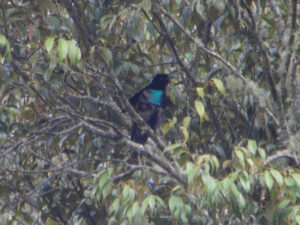 Greater Lophorina
