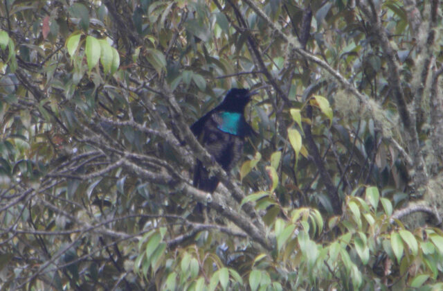 Greater Lophorina