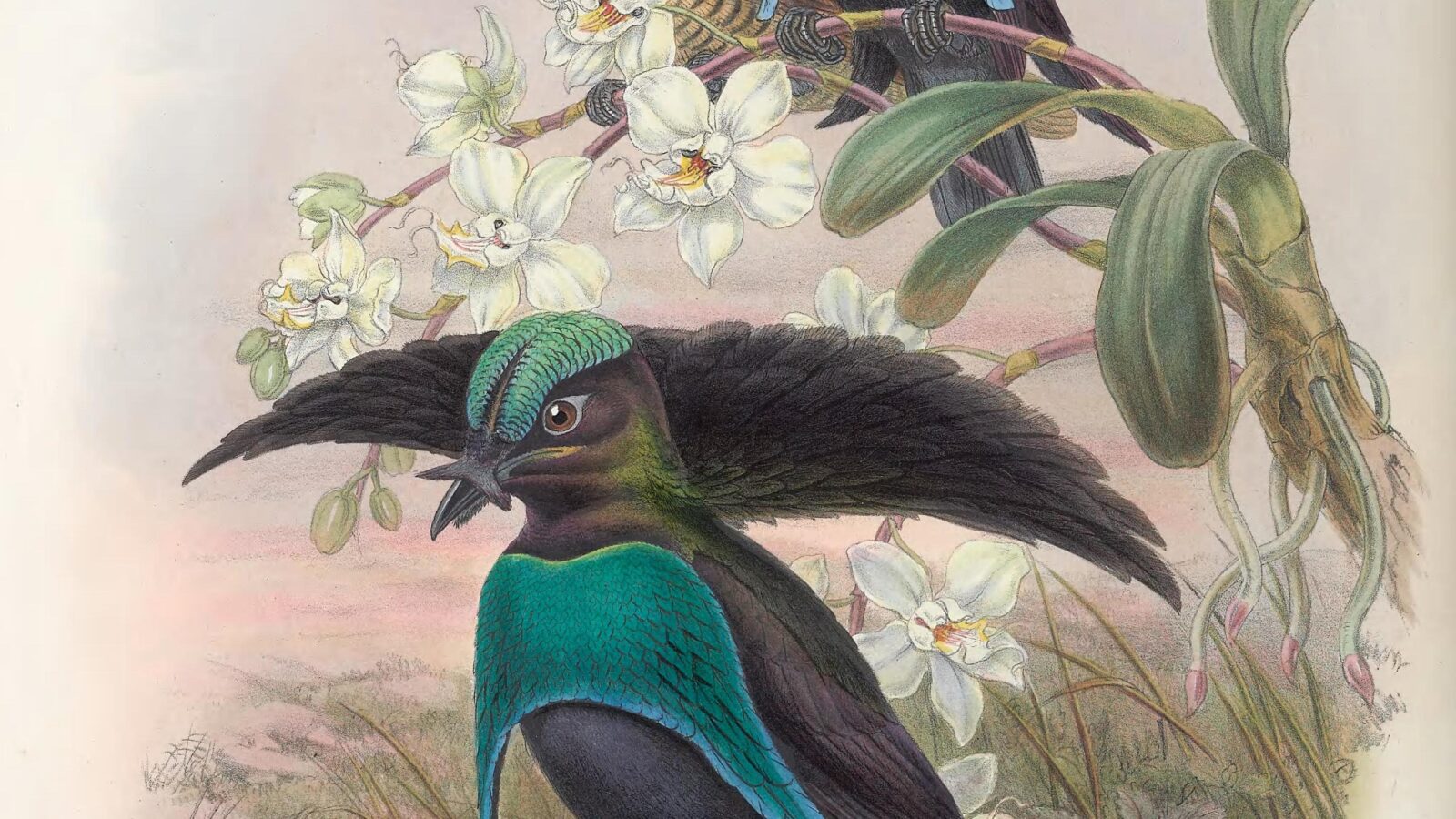 Vogelkop Lophorina