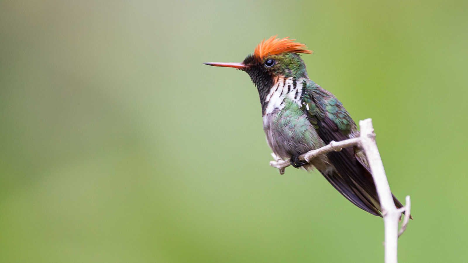 Frilled Coquette